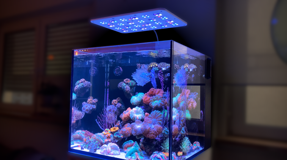 Aquarium mit einer Straton 102