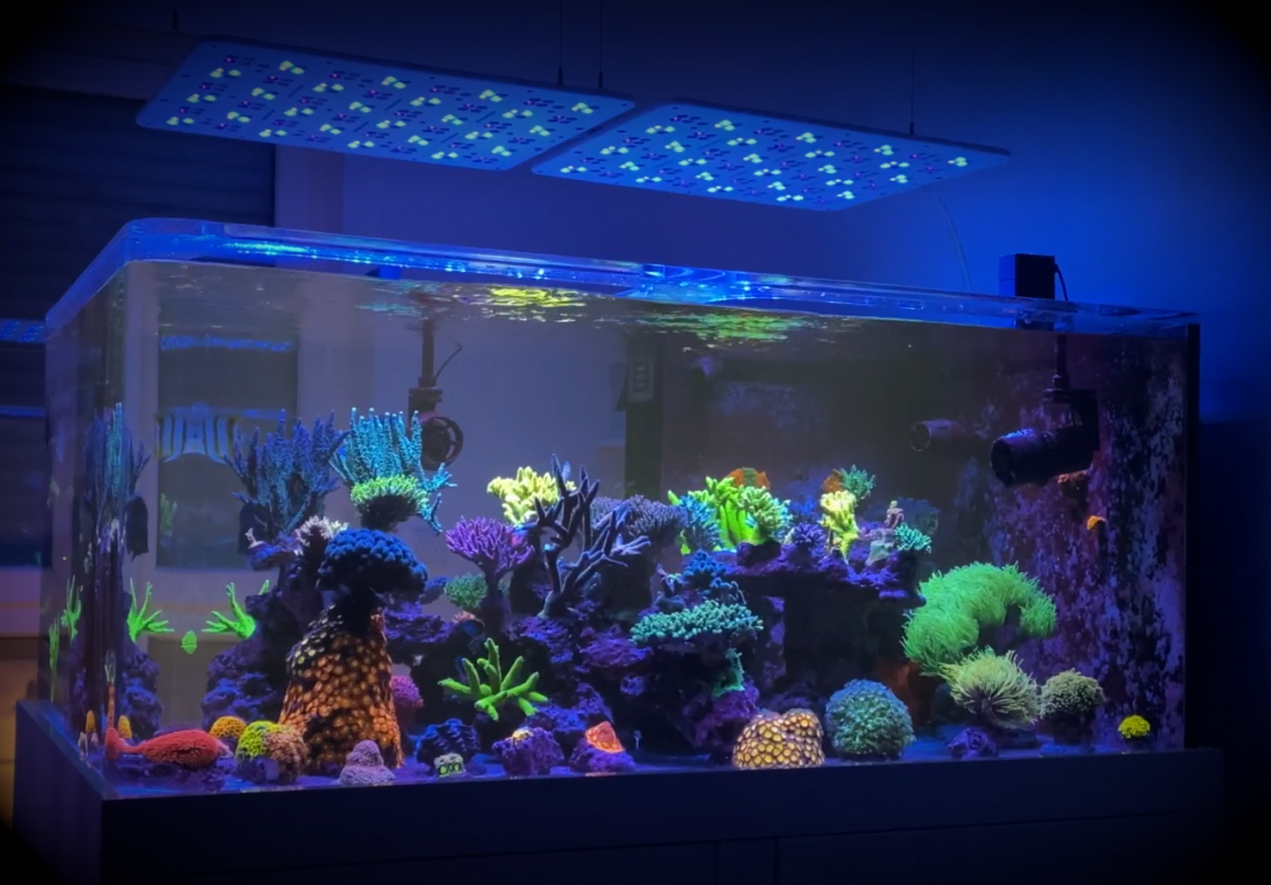 Aquarium mit Straton